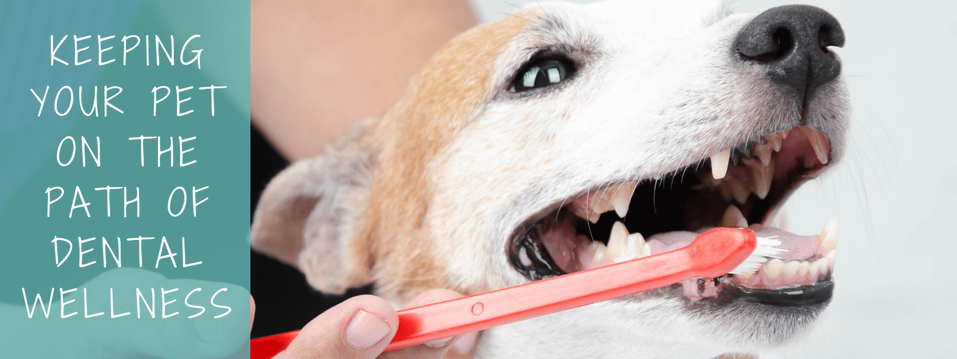 Dental Wellness