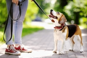 how to choose dog collars