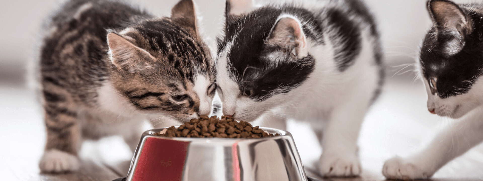 food-list-toxic-for-cats